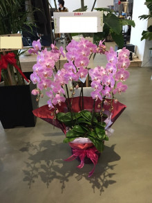#187 とある会社さんのご移転祝いで、このようなかわいいピンクの胡蝶蘭をお届けしました♪