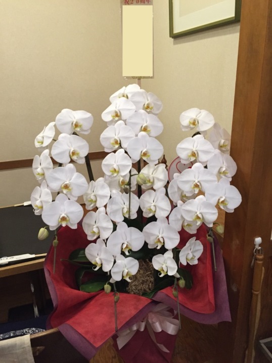 とある居酒屋さんのオープン20周年のお祝いに贈られました、お祝い胡蝶蘭です