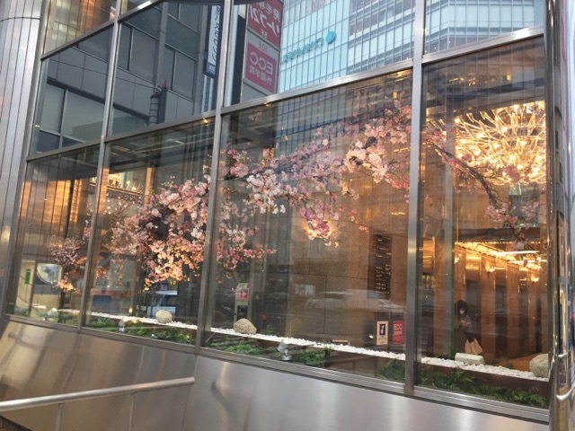 #254 東京駅八重洲口付近のビルのショーウィンドウに、1本の大木の桜を飾ってきました