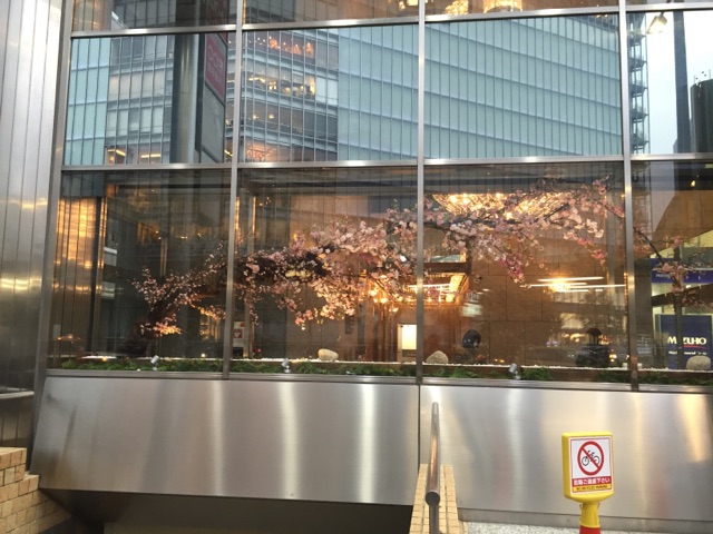 #255 東京駅八重洲口付近のビルのショーウィンドウに、1本の大木の桜を飾ってきました♪