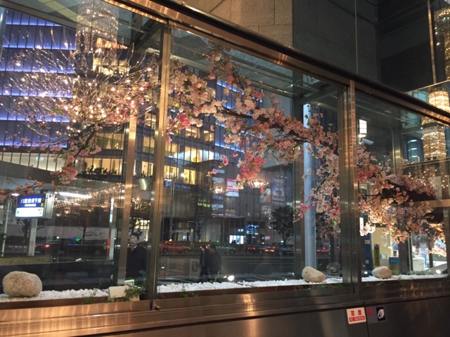#256 東京駅八重洲口付近のビルのショーウィンドウに、1本の大木の桜を飾ってきました♪